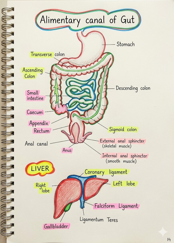 Biology notes