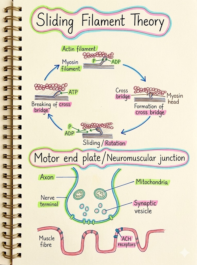 Biology notes